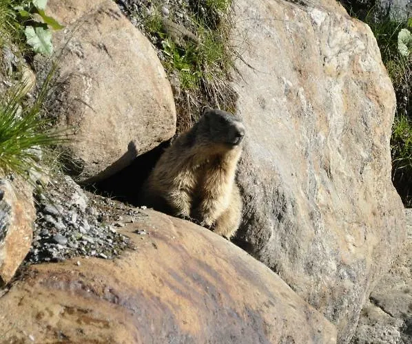 Апартаменты Haus Heiss